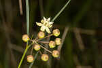 Southern milkweed